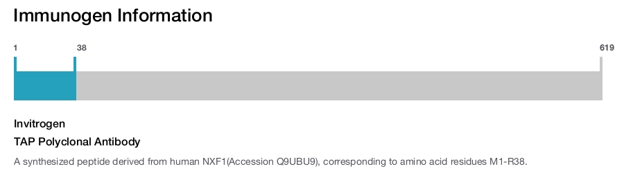 TAP Polyclonal Antibody