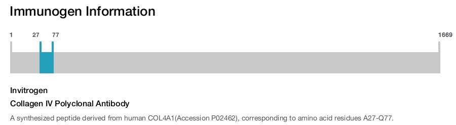 Collagen IV Polyclonal Antibody