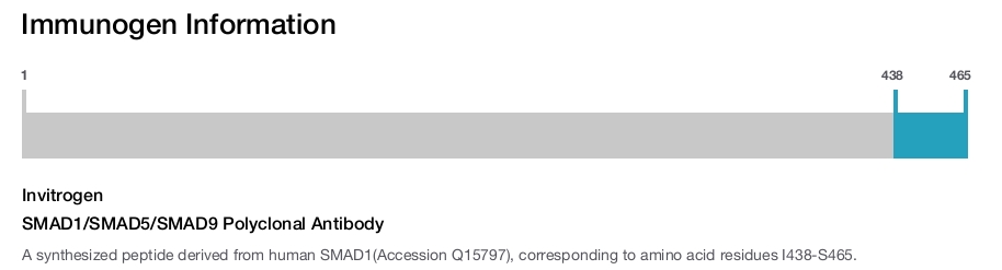 SMAD1/SMAD5/SMAD9 Polyclonal Antibody