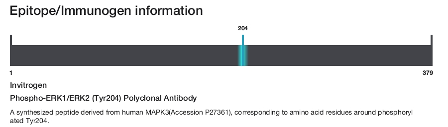 Phospho-ERK1/ERK2 (Tyr204) Polyclonal Antibody