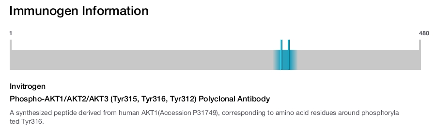 Phospho-AKT1/AKT2/AKT3 (Tyr315, Tyr316, Tyr312) Polyclonal Antibody