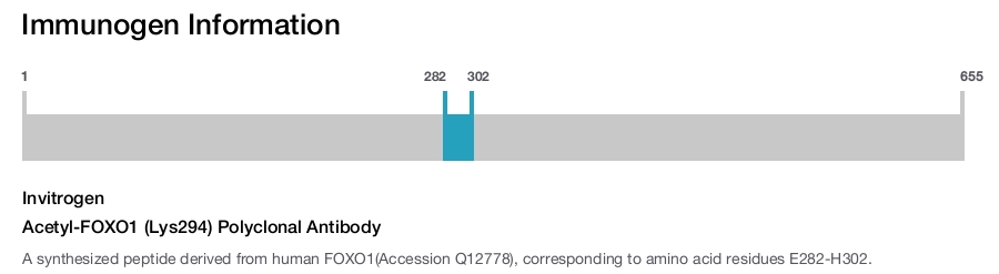 Acetyl-FOXO1 (Lys294) Polyclonal Antibody