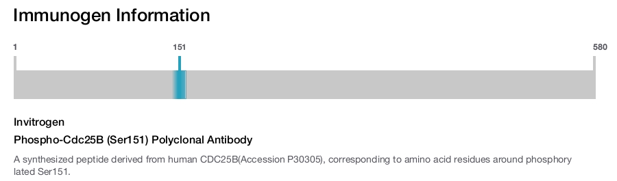 Phospho-Cdc25B (Ser151) Polyclonal Antibody