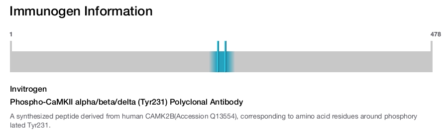 Phospho-CaMKII alpha/beta/delta (Tyr231) Polyclonal Antibody
