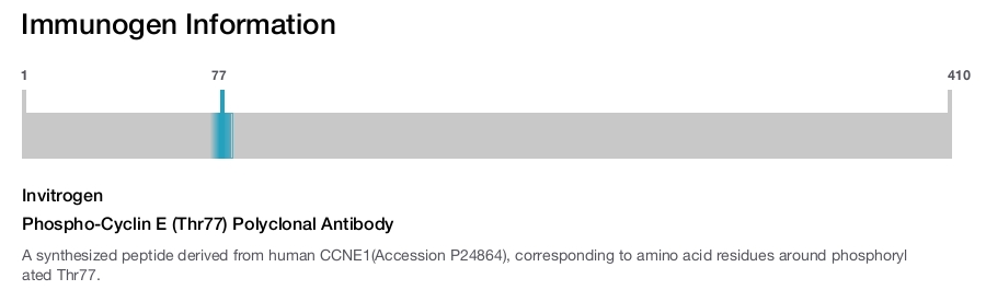 Phospho-Cyclin E (Thr77) Polyclonal Antibody
