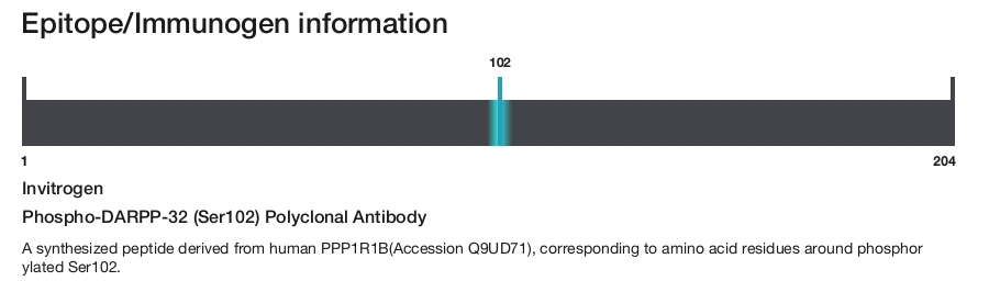 Phospho-DARPP-32 (Ser102) Polyclonal Antibody
