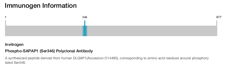 Phospho-SAPAP1 (Ser346) Polyclonal Antibody