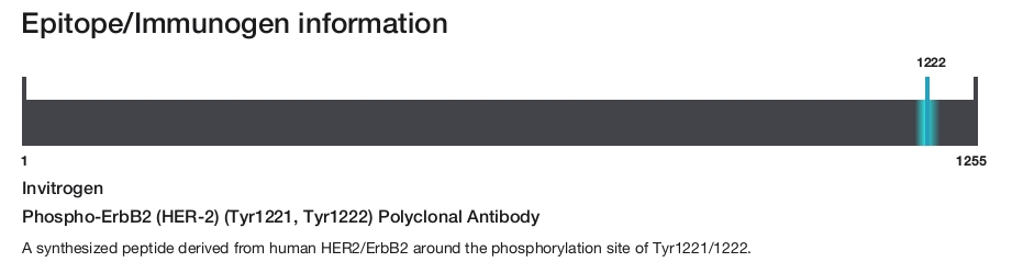Phospho-ErbB2 (HER-2) (Tyr1221, Tyr1222) Polyclonal Antibody