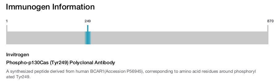 Phospho-p130Cas (Tyr249) Polyclonal Antibody