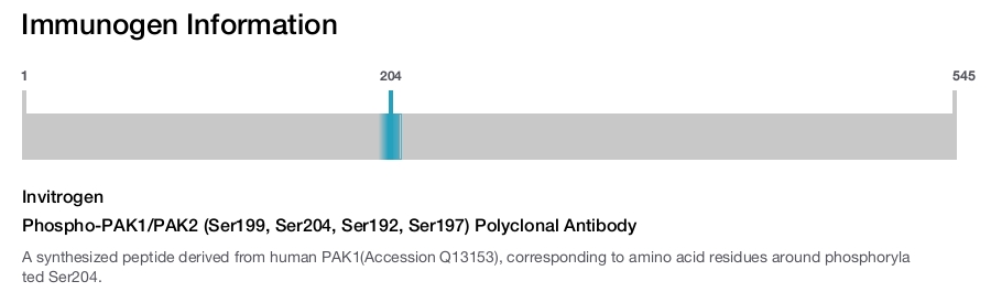 Phospho-PAK1/PAK2 (Ser199, Ser204, Ser192, Ser197) Polyclonal Antibody