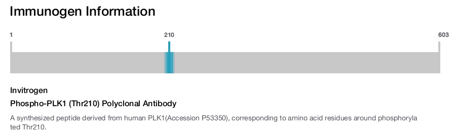 Phospho-PLK1 (Thr210) Polyclonal Antibody