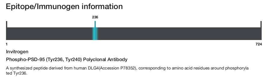 Phospho-PSD-95 (Tyr236, Tyr240) Polyclonal Antibody