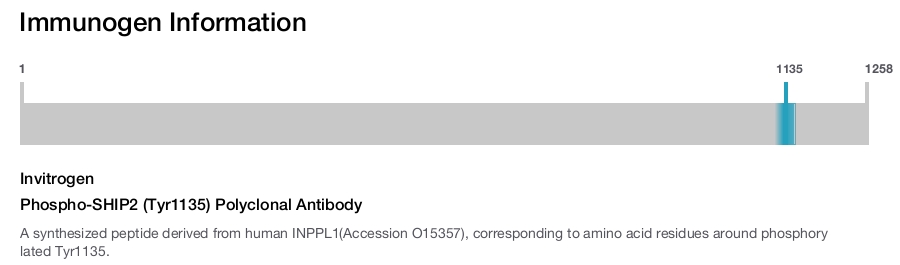 Phospho-SHIP2 (Tyr1135) Polyclonal Antibody