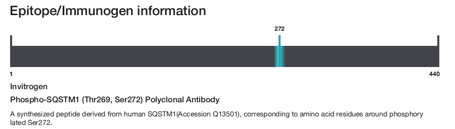 Phospho-SQSTM1 (Thr269, Ser272) Polyclonal Antibody