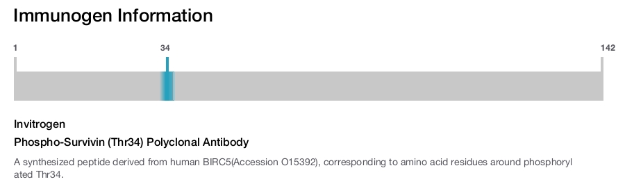 Phospho-Survivin (Thr34) Polyclonal Antibody