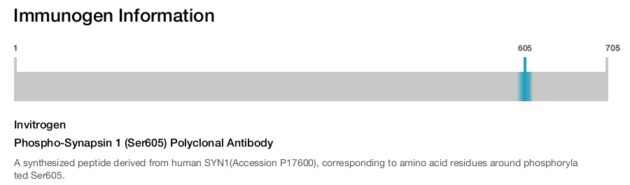 Phospho-Synapsin 1 (Ser605) Polyclonal Antibody