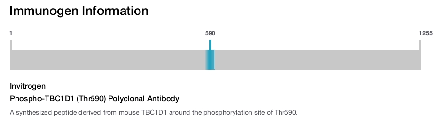 Phospho-TBC1D1 (Thr590) Polyclonal Antibody