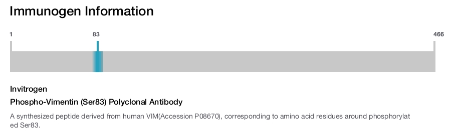 Phospho-Vimentin (Ser83) Polyclonal Antibody