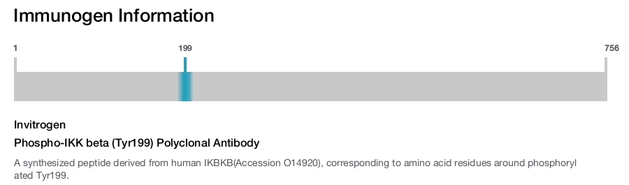 Phospho-IKK beta (Tyr199) Polyclonal Antibody