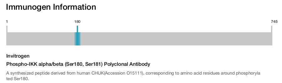 Phospho-IKK alpha/beta (Ser180, Ser181) Polyclonal Antibody