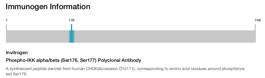 Phospho-IKK alpha/beta (Ser176, Ser177) Polyclonal Antibody