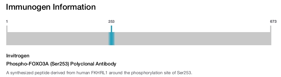 Phospho-FOXO3A (Ser253) Polyclonal Antibody