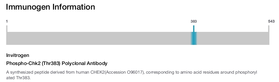 Phospho-Chk2 (Thr383) Polyclonal Antibody