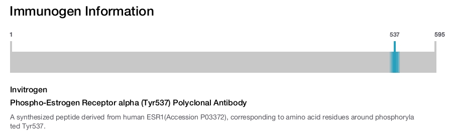 Phospho-Estrogen Receptor alpha (Tyr537) Polyclonal Antibody