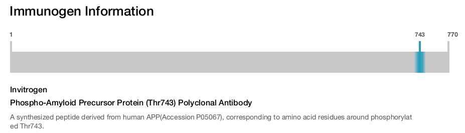 Phospho-Amyloid Precursor Protein (Thr743) Polyclonal Antibody