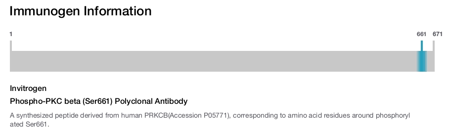 Phospho-PKC beta (Ser661) Polyclonal Antibody