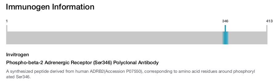 Phospho-beta-2 Adrenergic Receptor (Ser346) Polyclonal Antibody