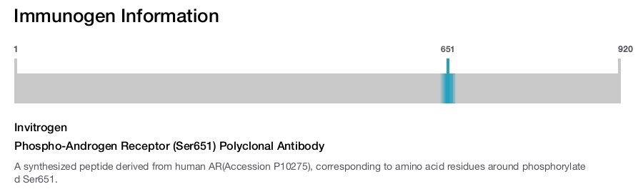 Phospho-Androgen Receptor (Ser651) Polyclonal Antibody