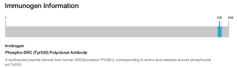 Phospho-SRC (Tyr530) Polyclonal Antibody