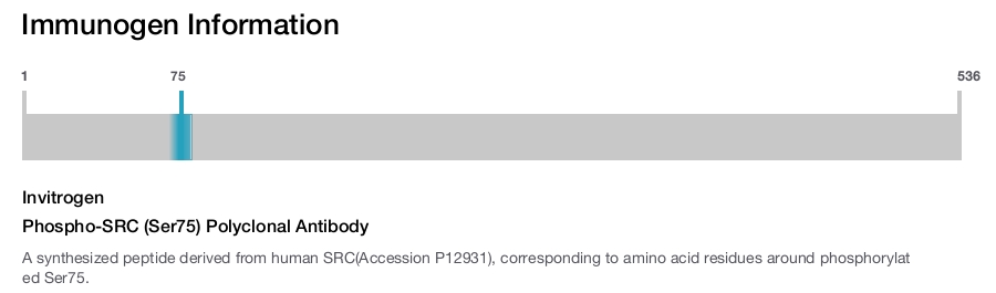 Phospho-SRC (Ser75) Polyclonal Antibody
