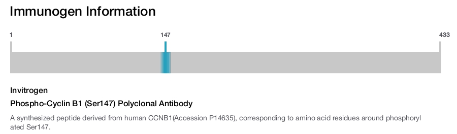 Phospho-Cyclin B1 (Ser147) Polyclonal Antibody