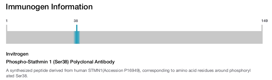 Phospho-Stathmin 1 (Ser38) Polyclonal Antibody