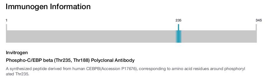 Phospho-C/EBP beta (Thr235, Thr188) Polyclonal Antibody