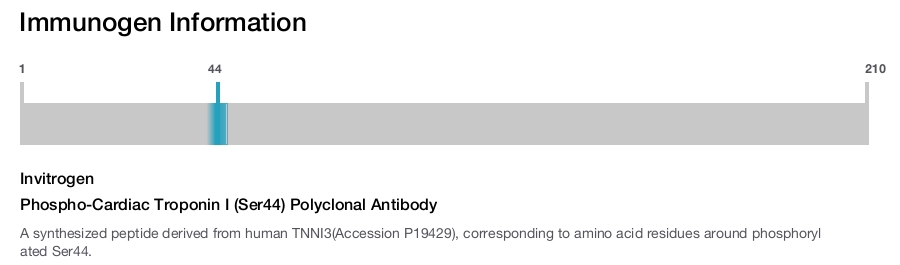 Phospho-Cardiac Troponin I (Ser44) Polyclonal Antibody