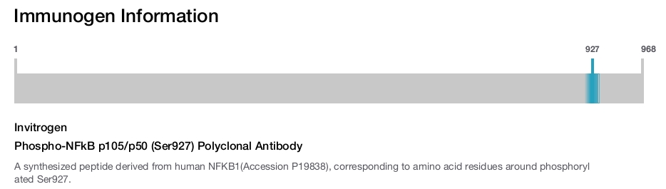 Phospho-NFkB p105/p50 (Ser927) Polyclonal Antibody