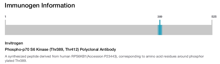 Phospho-p70 S6 Kinase (Thr389, Thr412) Polyclonal Antibody
