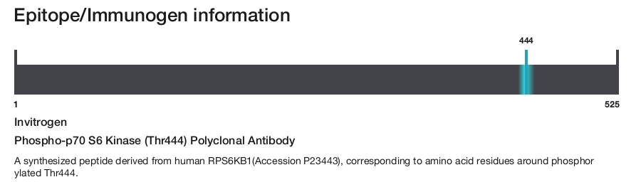 Phospho-p70 S6 Kinase (Thr444) Polyclonal Antibody