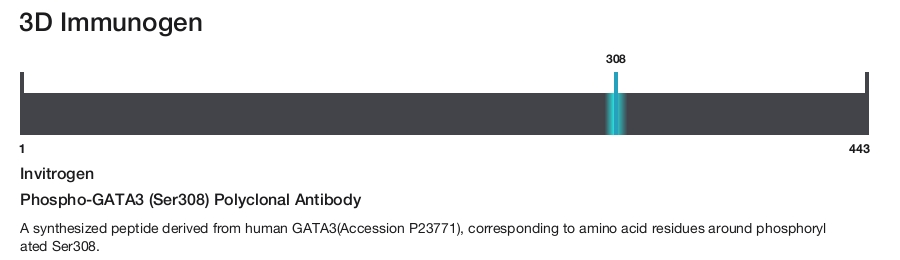 Phospho-GATA3 (Ser308) Polyclonal Antibody