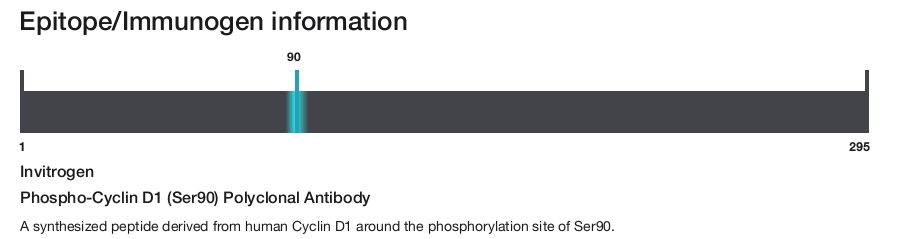 Phospho-Cyclin D1 (Ser90) Polyclonal Antibody