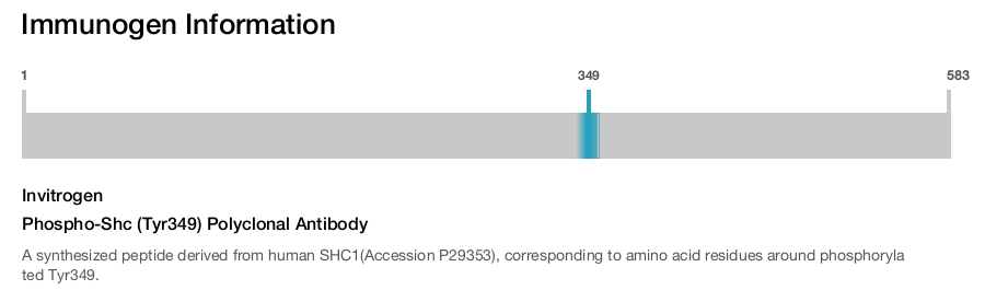 Phospho-Shc (Tyr349) Polyclonal Antibody