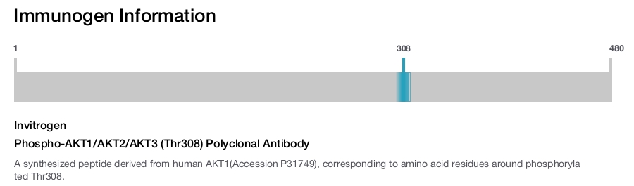 Phospho-AKT1/AKT2/AKT3 (Thr308) Polyclonal Antibody