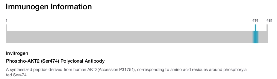 Phospho-AKT2 (Ser474) Polyclonal Antibody