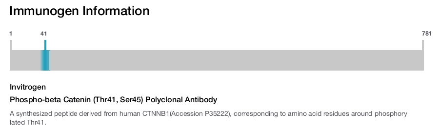 Phospho-beta Catenin (Thr41, Ser45) Polyclonal Antibody