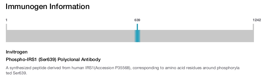 Phospho-IRS1 (Ser639) Polyclonal Antibody