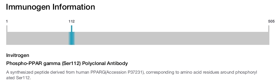 Phospho-PPAR gamma (Ser112) Polyclonal Antibody