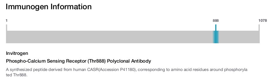 Phospho-Calcium Sensing Receptor (Thr888) Polyclonal Antibody